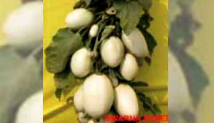 बैंगन की उन्नत किस्मों बैंगन की खेती brinjal varieties