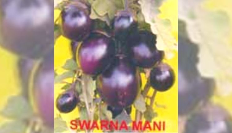 बैंगन की उन्नत किस्मों बैंगन की खेती brinjal varieties