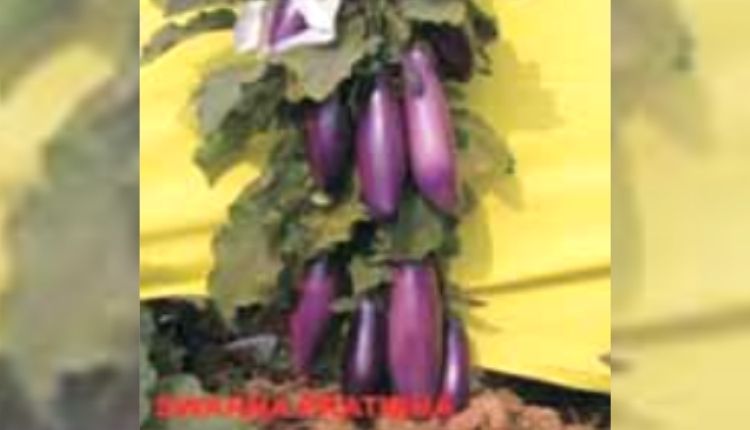 बैंगन की उन्नत किस्मों बैंगन की खेती brinjal varieties