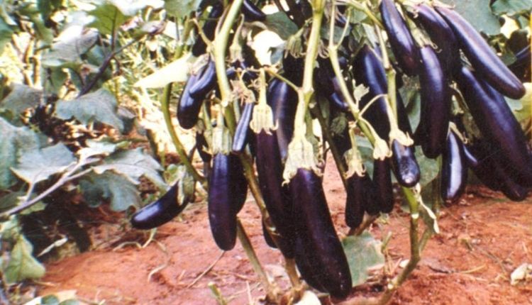 बैंगन की उन्नत किस्मों बैंगन की खेती brinjal varieties