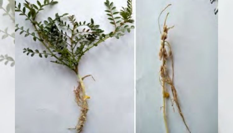 Biofertilizer