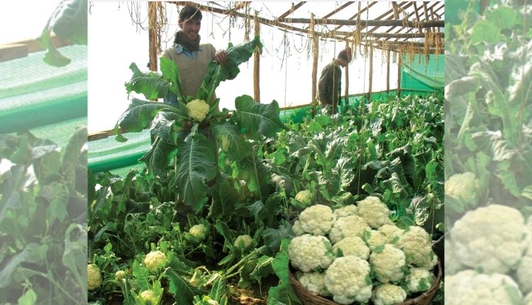 उत्तराखंड के किसान Uttarakhand farmer