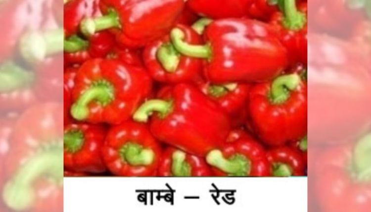 शिमला मिर्च की उन्नत किस्में capsicum cultivation varieties