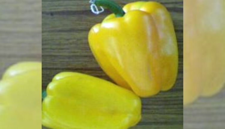 शिमला मिर्च की उन्नत किस्में capsicum cultivation varieties