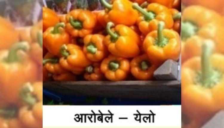 शिमला मिर्च की उन्नत किस्में capsicum cultivation varieties