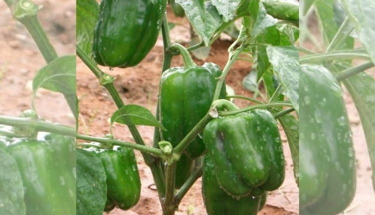 शिमला मिर्च की उन्नत किस्में capsicum cultivation varieties