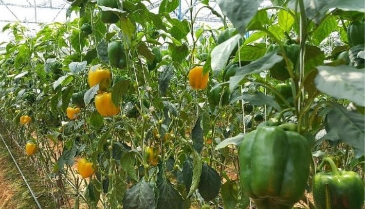 शिमला मिर्च की उन्नत किस्में capsicum cultivation varieties