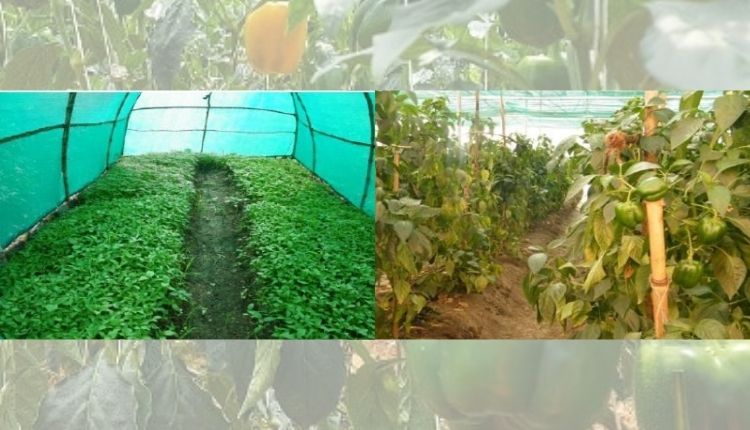 शिमला मिर्च की उन्नत किस्में capsicum cultivation varieties