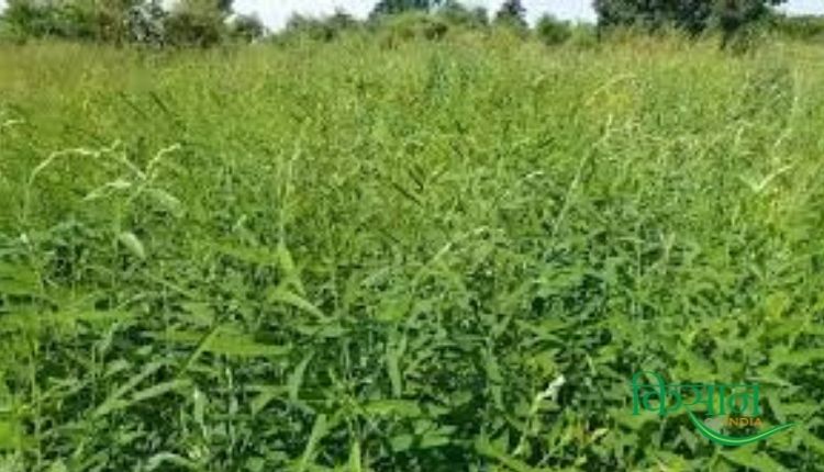 green manure हरी खाद