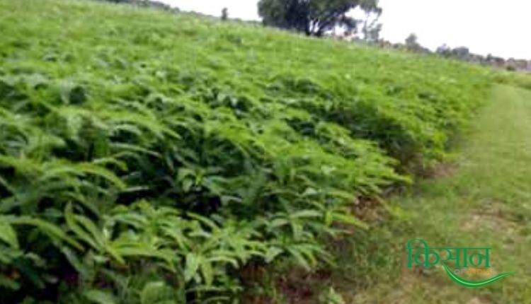 green manure हरी खाद