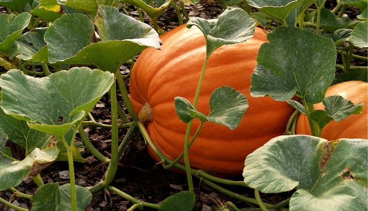 कद्दू की उन्नत किस्में pumpkin varieties and pumpkin cultivation