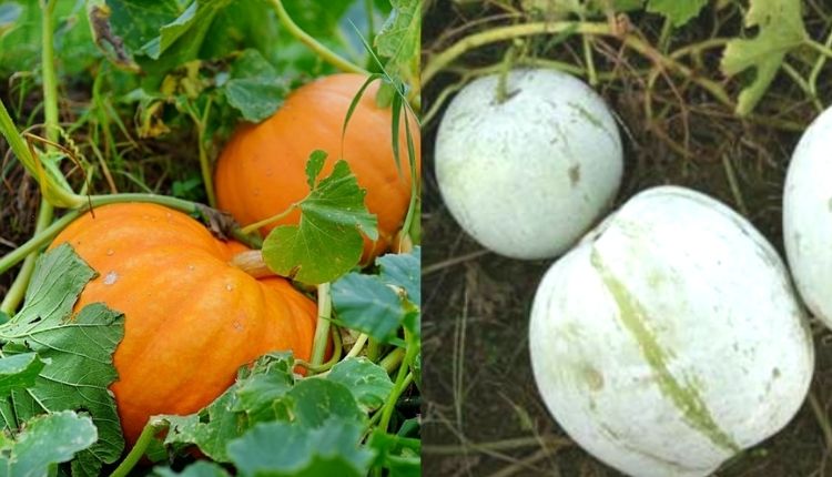 कद्दू की उन्नत किस्में pumpkin varieties and pumpkin cultivation