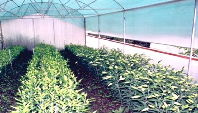 लिलियम की खेती lilium cultivation