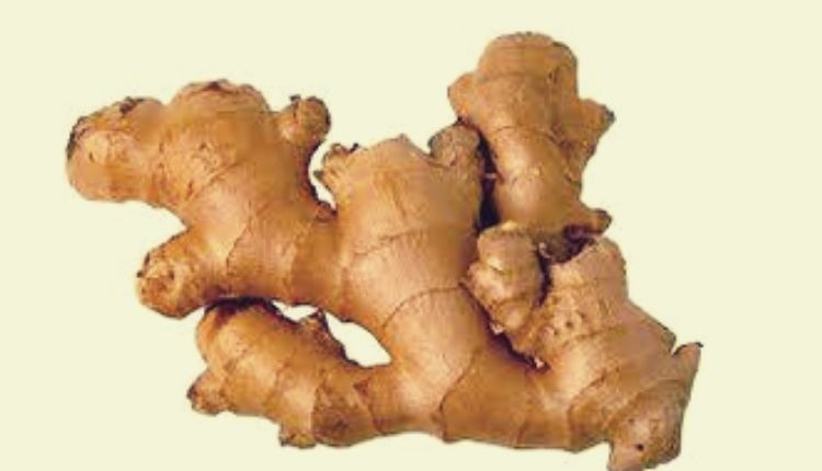अदरक की खेती ginger cultivation ginger nadia variety 
