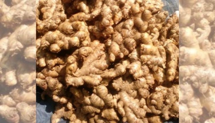 अदरक की खेती ginger cultivation ginger jorhat variety 