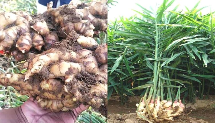 अदरक की खेती ginger cultivation ginger varieties