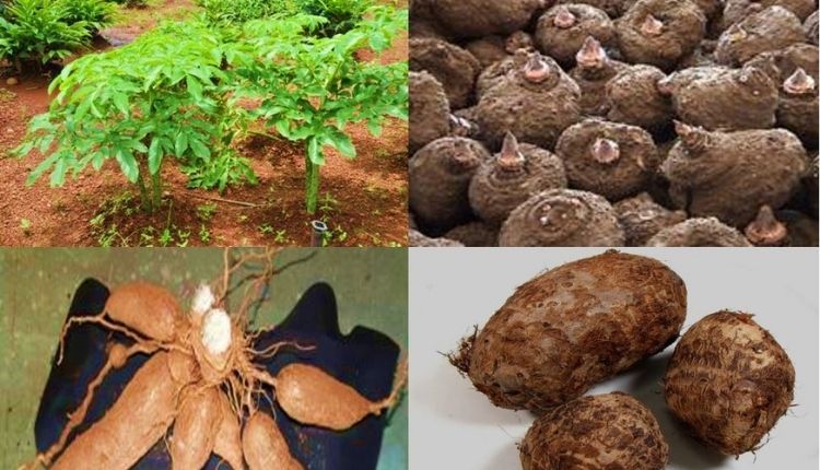 अरबी की खेती taro root farming अरबी की किस्में 