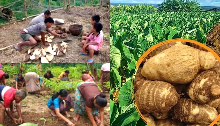 अरबी की खेती taro root farming अरबी की किस्में