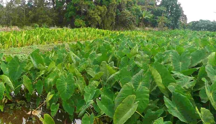 अरबी की खेती taro root farming अरबी की किस्में