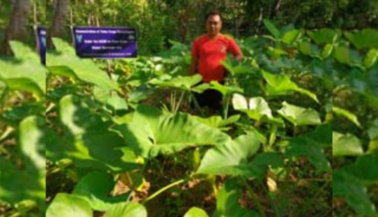 अरबी की खेती taro root farming अरबी की किस्में