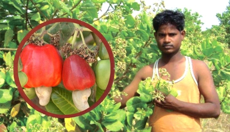 काजू की खेती पश्चिम बंगाल cashew farming