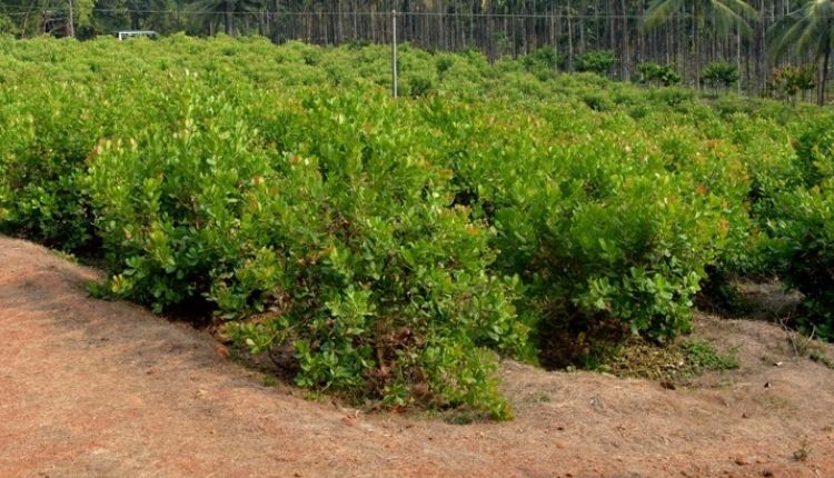 काजू की खेती पश्चिम बंगाल cashew farming