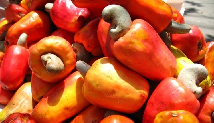 काजू की खेती पश्चिम बंगाल cashew farming