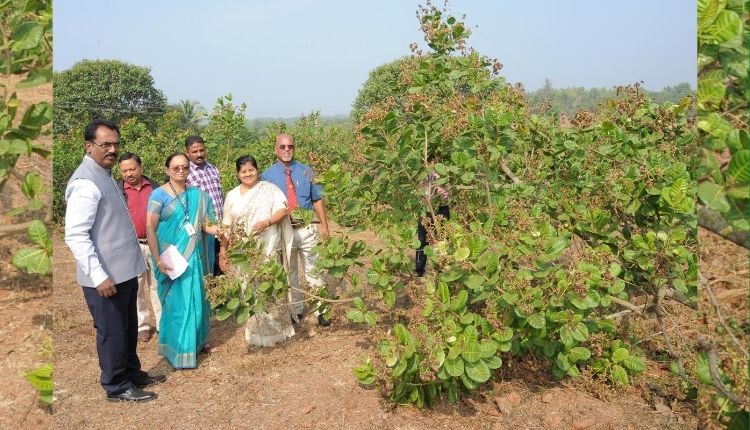 काजू की खेती पश्चिम बंगाल cashew farming