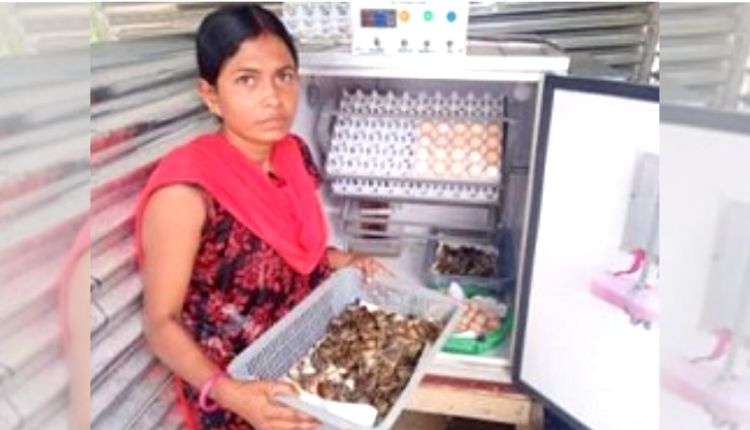Poultry business picks up speed with mini incubator technology, increased income of farmers