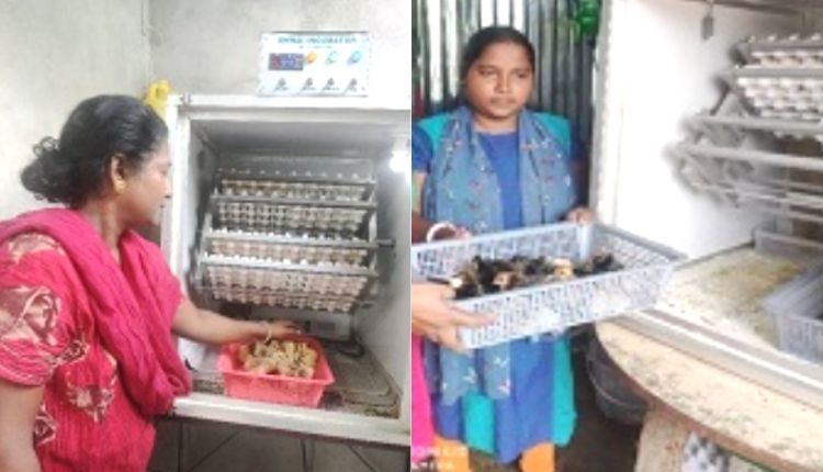Poultry business picks up speed with mini incubator technology, increased income of farmers