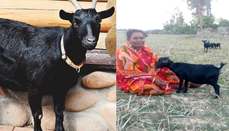 ब्लैक बंगाल बकरी पालन black bengal goat farming