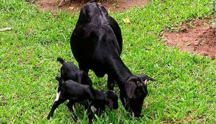 ब्लैक बंगाल बकरी पालन black bengal goat farming