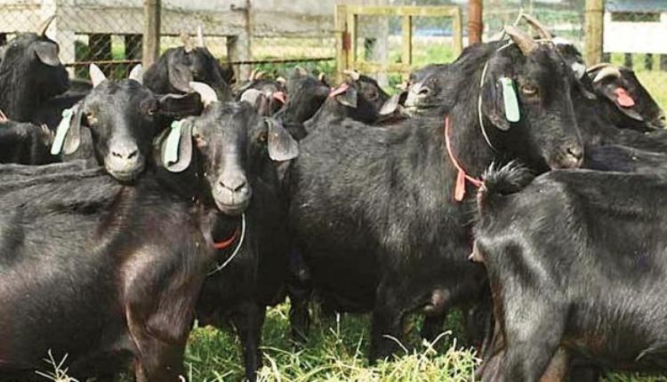 ब्लैक बंगाल बकरी पालन black bengal goat farming