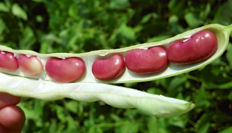 वैकल्पिक फसलों की खेती beans alternate crops
