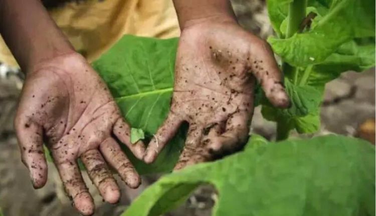 वैकल्पिक फसलों की खेती beans alternate crops