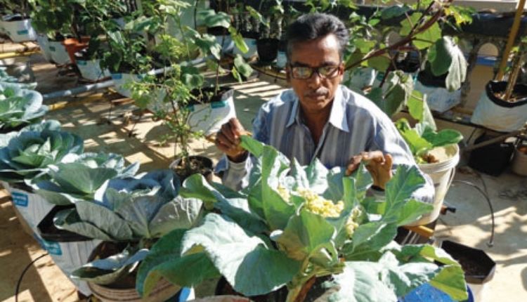 सब्जियों की जैविक खेती Rooftop organic farming in india