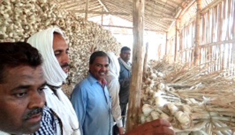 लहसुन का भंडारण (Garlic Storage)