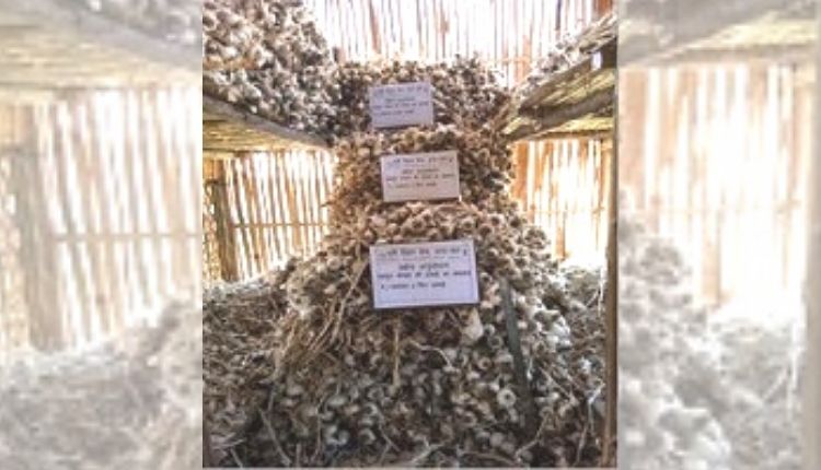 लहसुन का भंडारण (Garlic Storage)