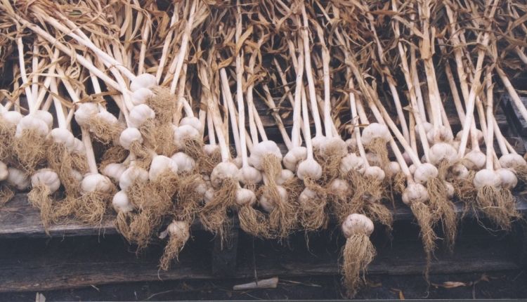 लहसुन का भंडारण (Garlic Storage)