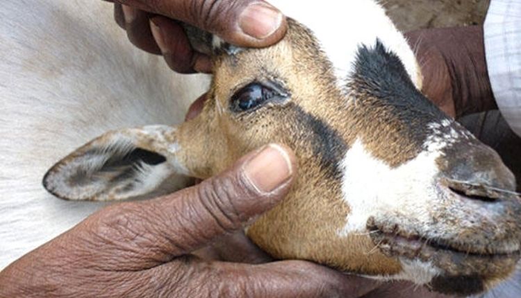 बकरी पालन बकरियों को होने वाली बीमारियां goat farming