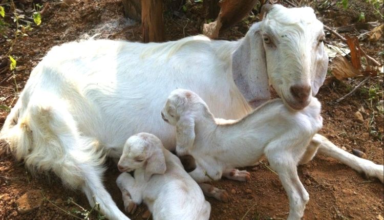 बकरी पालन बकरियों को होने वाली बीमारियां goat farming