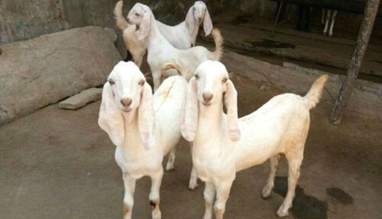 बकरी पालन बकरियों को होने वाली बीमारियां goat farming