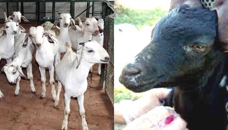 बकरी पालन बकरियों को होने वाली बीमारियां goat farming