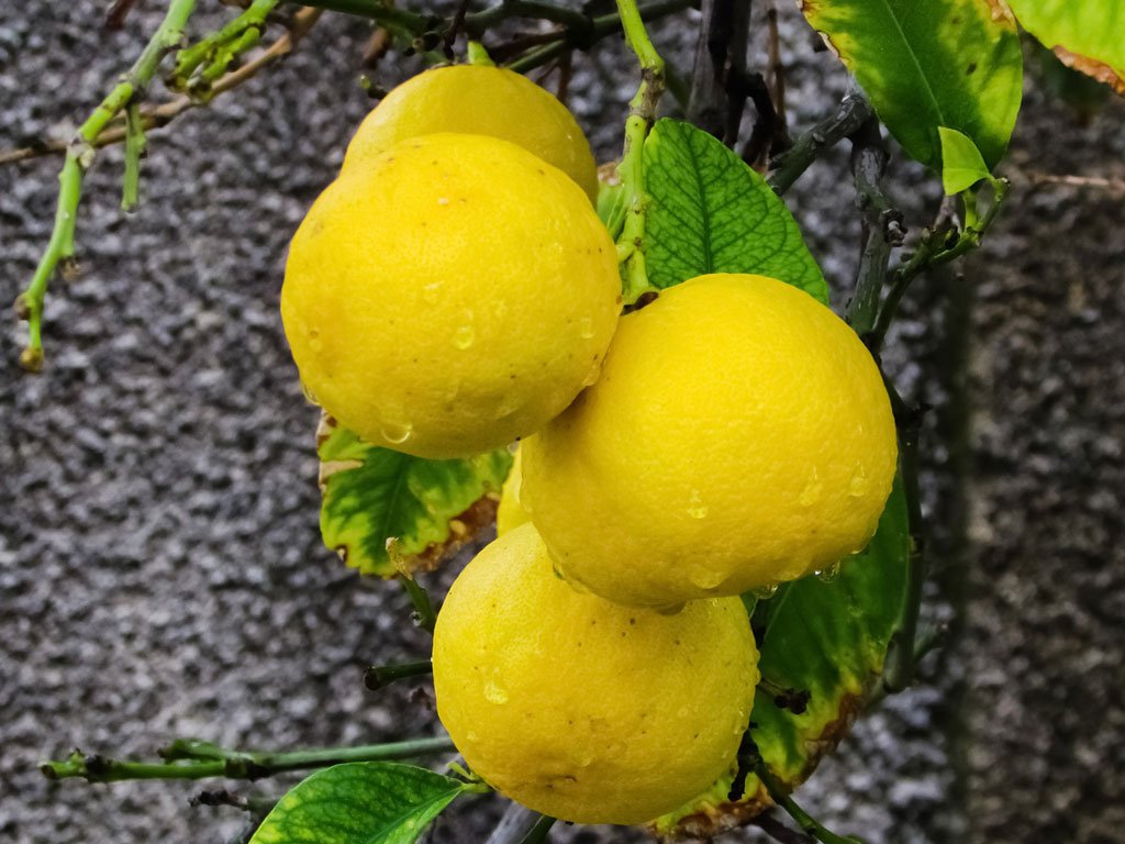 नींबू की खेती नींबू की किस्में lemon farming