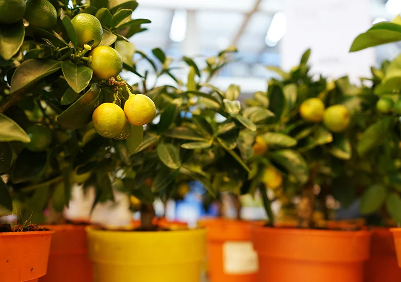 नींबू की खेती नींबू की किस्में lemon farming