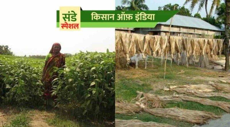 जूट की खेती (Jute Farming)