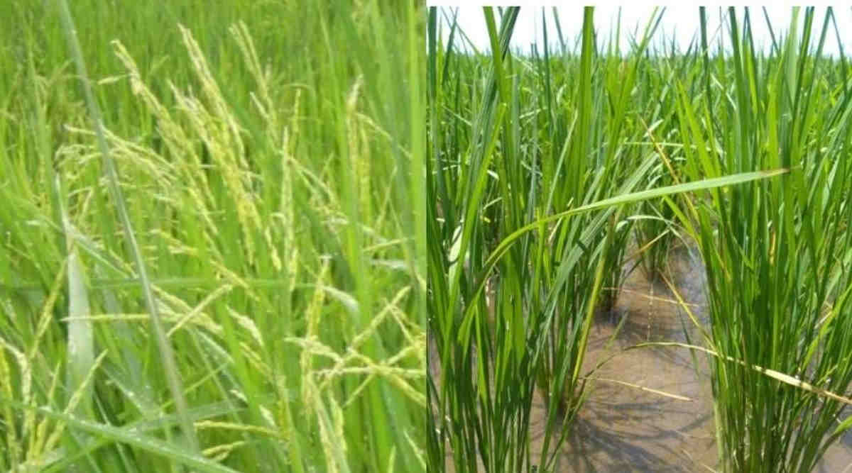 जोहा चावल की खेती