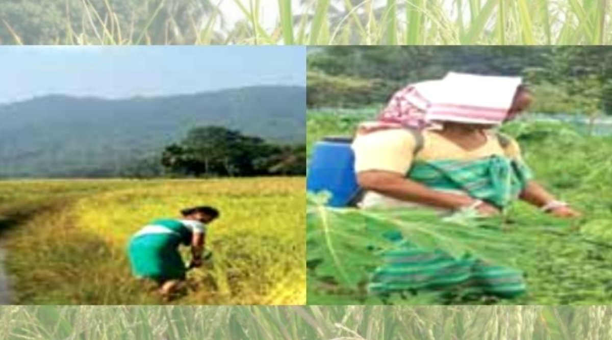 जोहा चावल की खेती