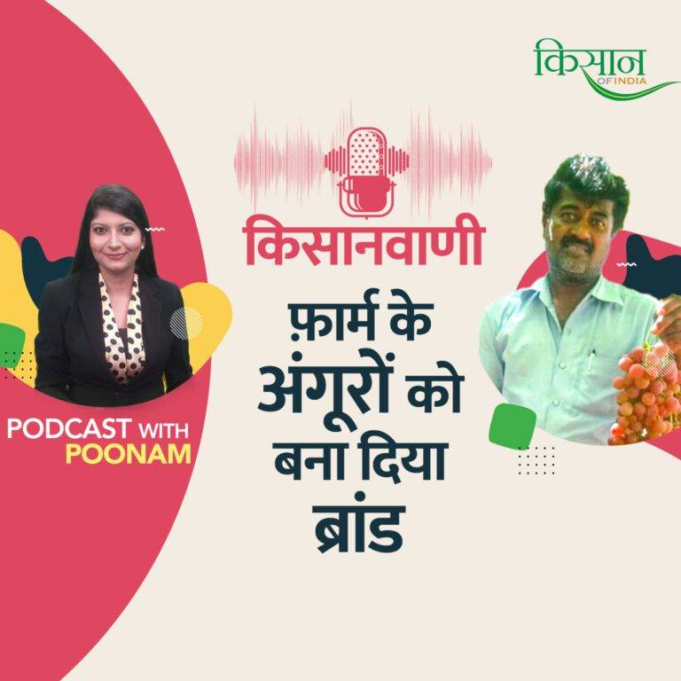 किसानवाणी: अंगूर की खेती में किया उन्नत किस्मों का चुनाव।