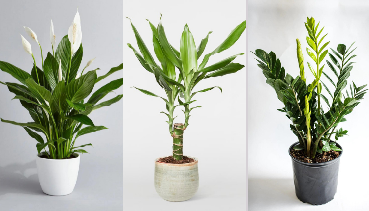 एयर प्यूरीफाइंग पौधे (Air Purifying Plants): प्रदूषण सोखने वाले एयर प्यूरीफाइंग पौधों की लिस्ट में वैज्ञानिकों ने जोड़े तीन और पौधे
